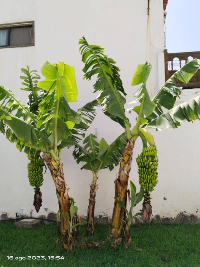 2 Splendida In Tenerife Del Sur Casa Trilly Holiday home Arona (Tenerife)